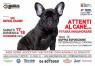Superdog Show, Animali: Attenti Al Cane... Vi Farà Innamorare - Roma (RM)