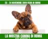 La Mostra Canina A Roma Winner, Tremila Cani In Mostra Per 145 Razze - Roma (RM)