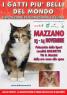 I Gatti Piu' Belli Del Mondo Arrivano A Mazzano , Esposizione Internazionale Felina - Mazzano (BS)