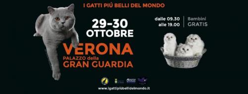 I Gatti Piu Belli Del Mondo A Verona - Verona