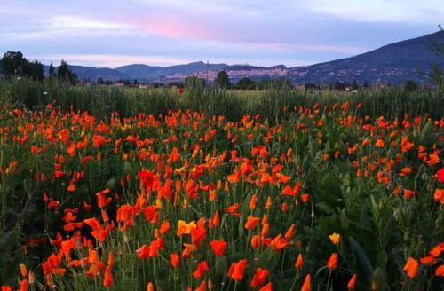 Primavera Al Lavandeto Di Assisi - Assisi