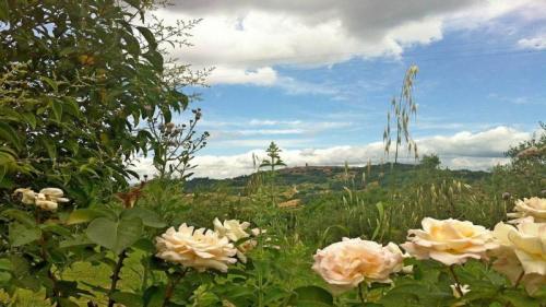 La Via Medievale Di Radicondoli E Belforte - Radicondoli